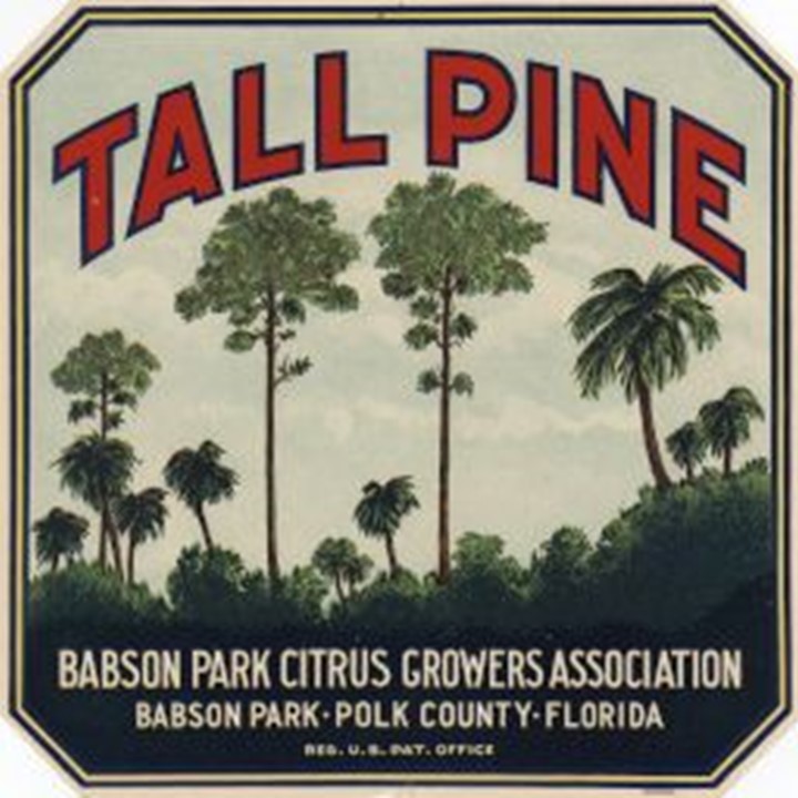 Tall Pine Tall Pine