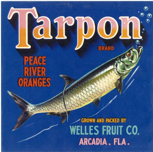 Tarpon Tarpon