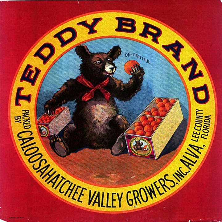 Teddy Teddy