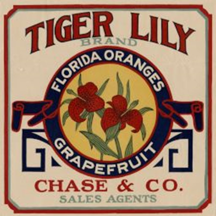 Tiger Lily Tiger Lily