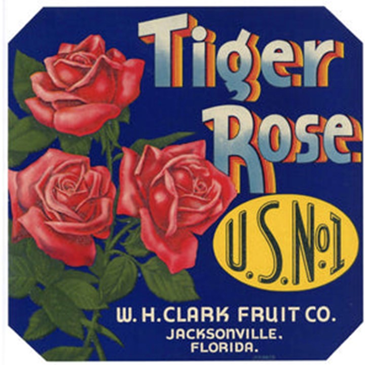 Tiger Rose Tiger Rose