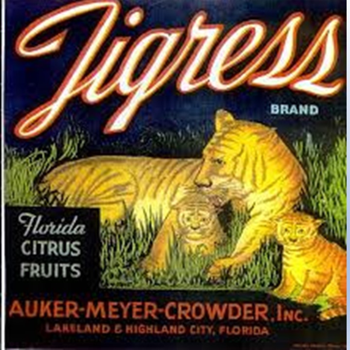 Tigress Tigress