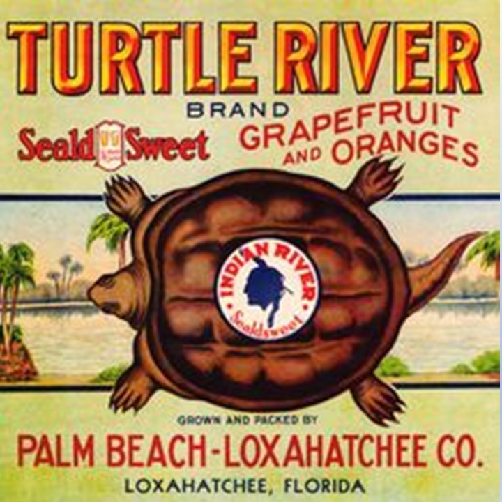 Turtle River Turtle River