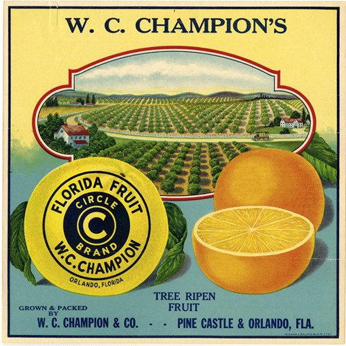 WC Champions WC Champions