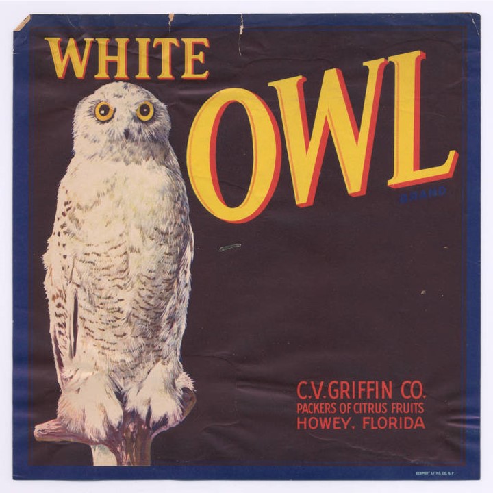 White Owl