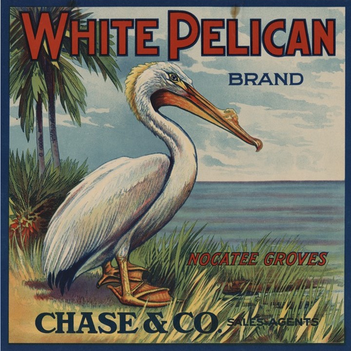 White Pelican
