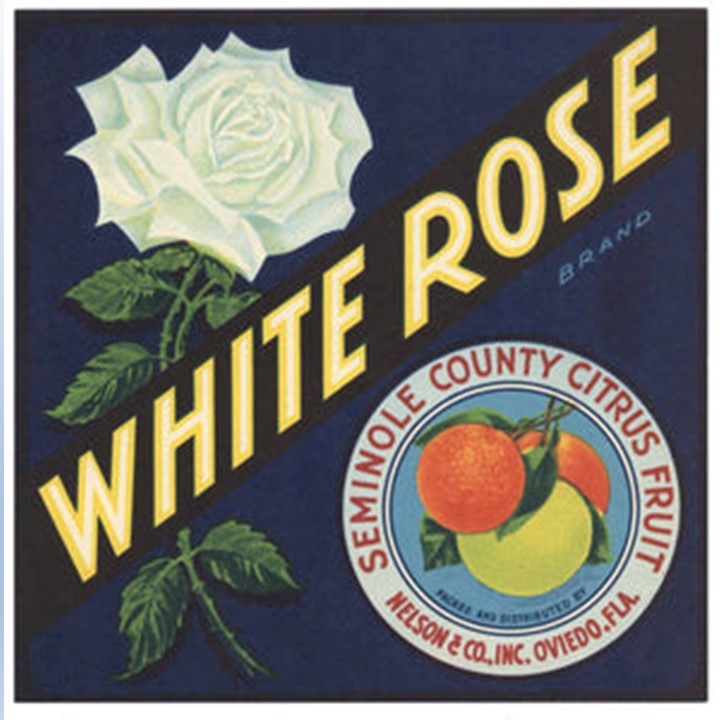 White Rose