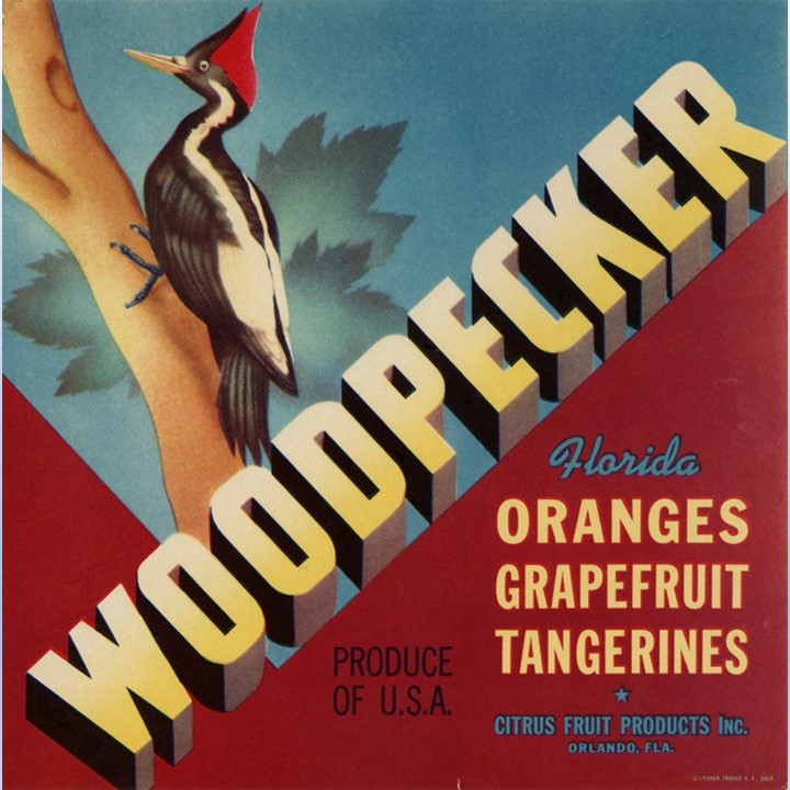 Woodpecker