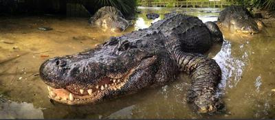 Buddy 13 foot 8 inches