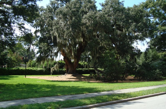 Orlando Big Tree Park