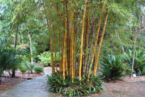 Bamboo at Leu Gardens, Orlando