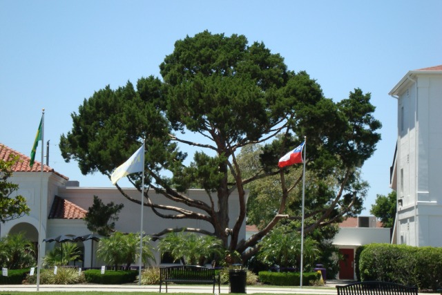 Montverde, Florida tree on the campus of Montverde Academy