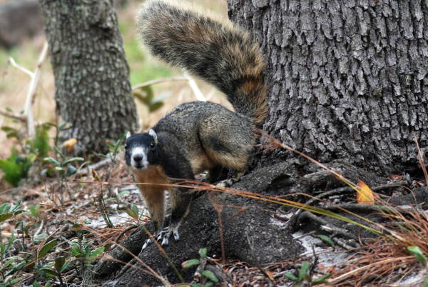 Sherman’s fox squirrel