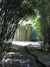Bamboo Gardens