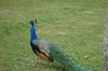 Magnolia Park Peacock