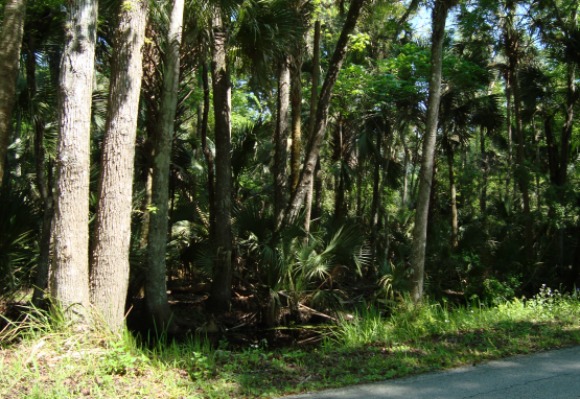 Maytown Road in Turnbull Hammock